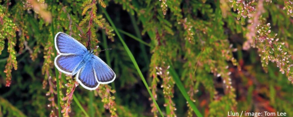 Nature Recovery in Snowdonia