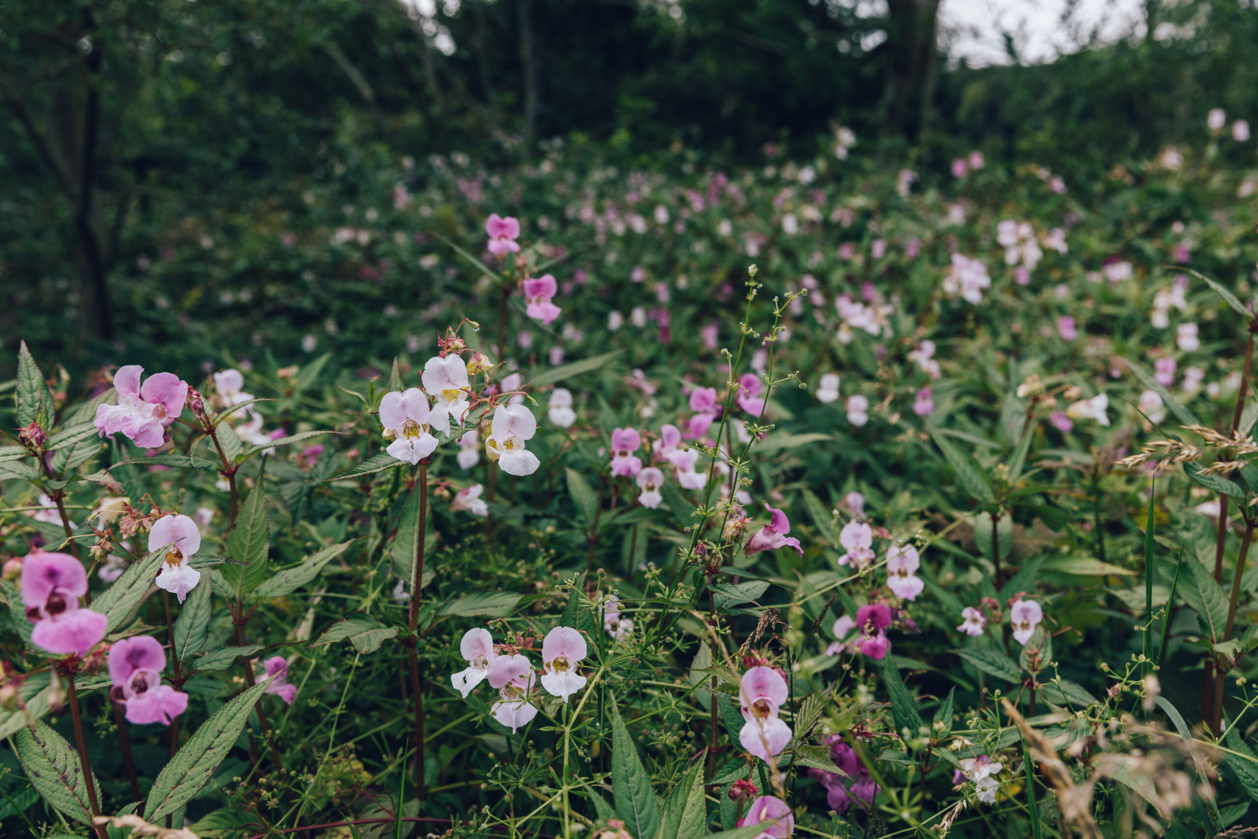 Himalayan Balsam Update 2022 