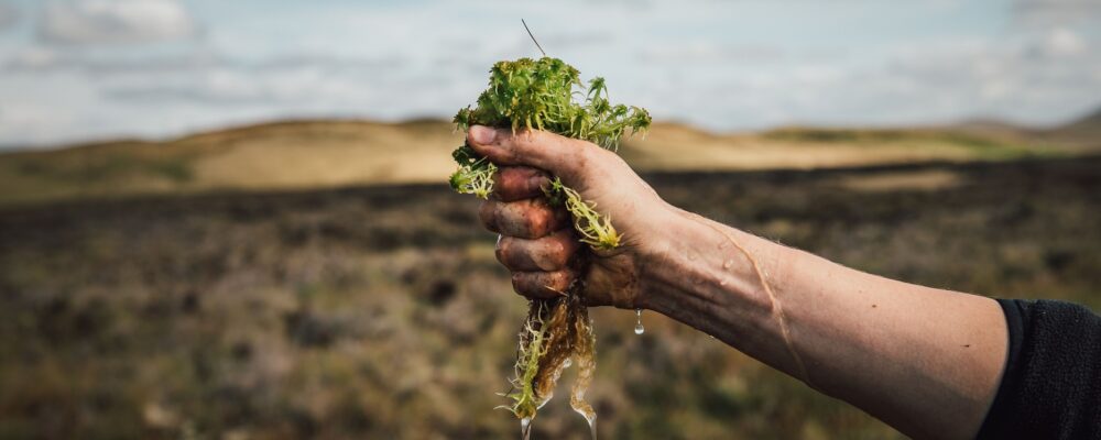 Peat in compost – squeeze it out now