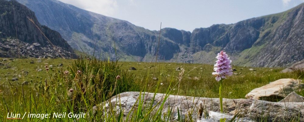 Report sheds light on how wildlife is impacted by visitor numbers in North West Wales