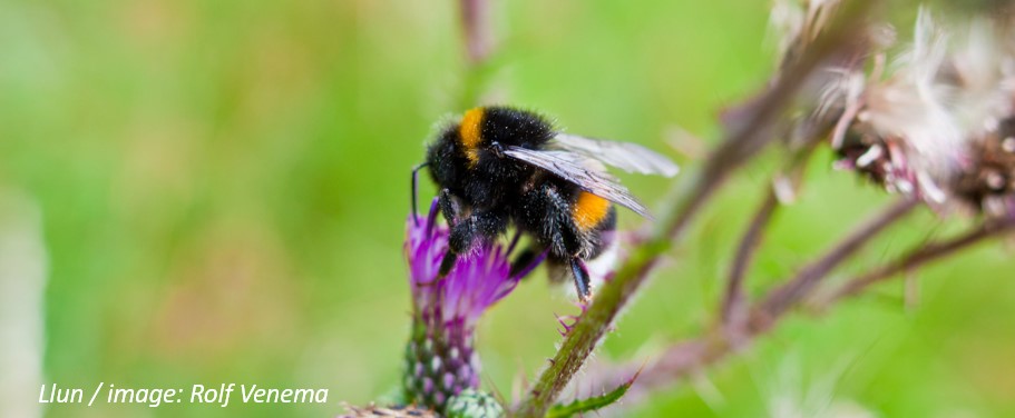 Bumblebee Conservation Trust: Call for volunteers