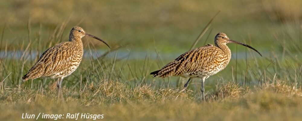 Working with the RSPB’s Curlew LIFE project