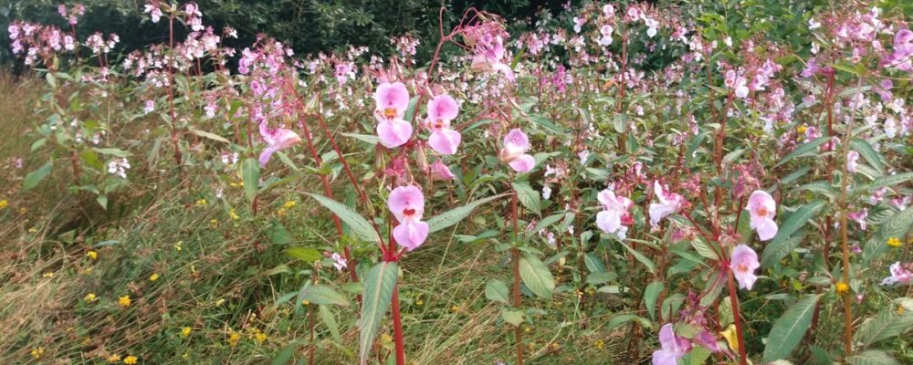 Himalayan Balsam: Tackling the pink invader