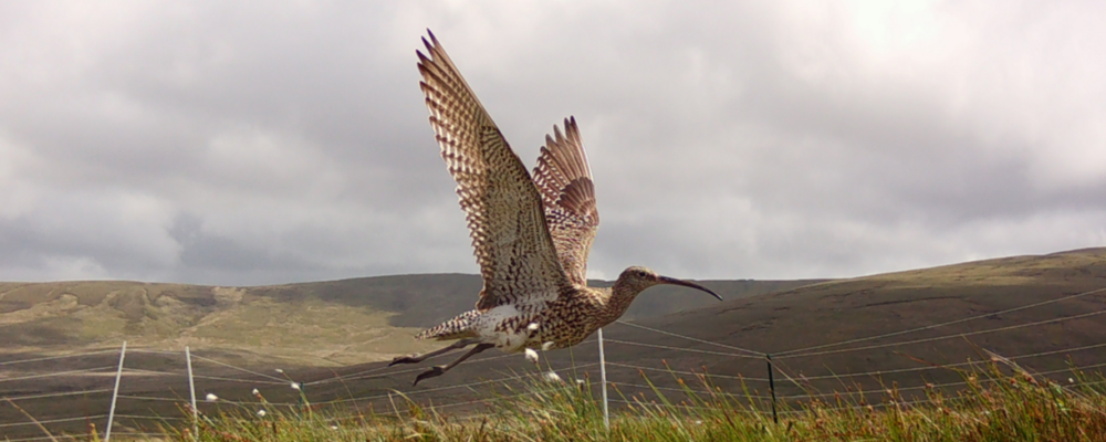 Cry of the Curlew